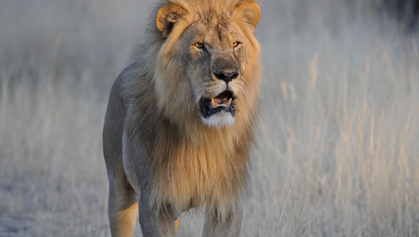 Kruger National Park South Africa