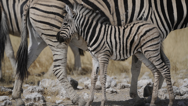 Picture taken at Kruger, Kruger South Africa