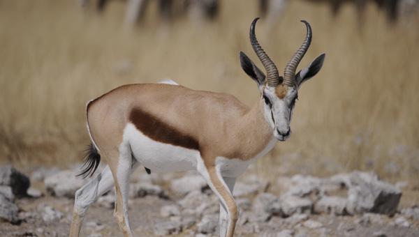 Picture taken at Kruger, Kruger South Africa