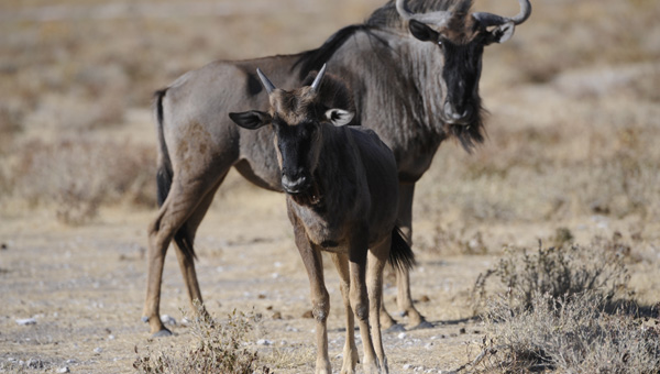 Picture taken at Kruger, Kruger South Africa