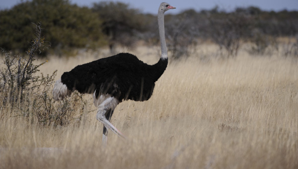 Picture taken at Kruger, Kruger South Africa