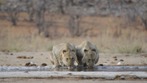 Picture taken at Kruger, Kruger South Africa