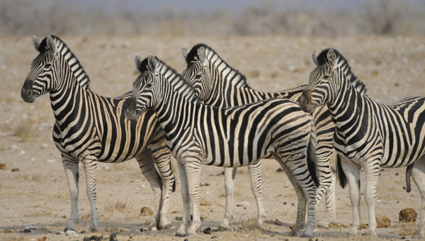 Picture taken at Kruger, Kruger South Africa