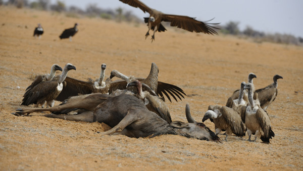 Picture taken at Kruger, Kruger South Africa