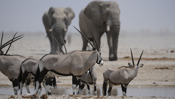 Picture taken at Kruger, Kruger South Africa