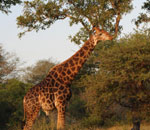 Giraffe Kruger Park