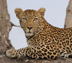 Lepard Kruger Park