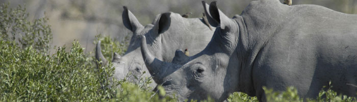 Gomo Gomo Game Lodge Timbavati