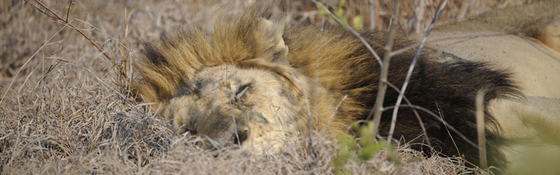 Gorongosa National Park, Mozambique Wildlife