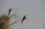 African Wildlife Safari Kruger Park South Africa