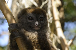 lemur  Madagascar