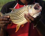 Tiger Fishing at Cahorra Bassa Dam, Tete Mozambique