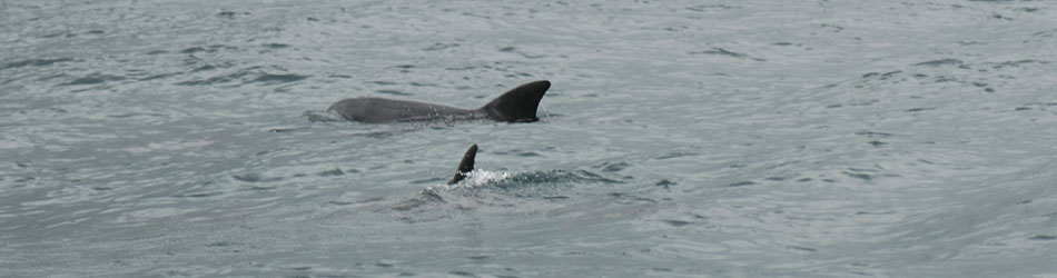 dolphin encounters ponta mozambique