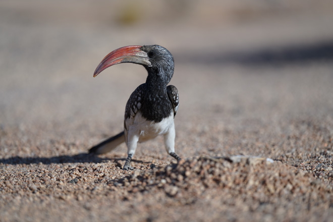 Spitzkoppe Birds