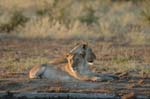 On safari in Etosha Namibia