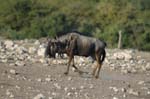 On safari in Etosha Namibia