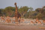 On safari in Etosha Namibia