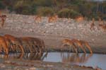 On safari in Etosha Namibia