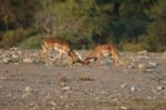 On safari in Etosha Namibia