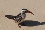 On safari in Etosha Namibia