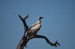 On safari in Etosha Namibia