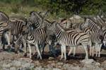 Etosha Safari Namibia