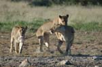 Etosha Safari Namibia