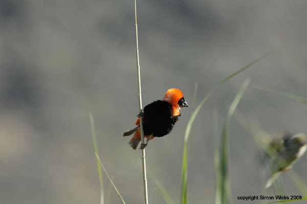 namibia_21