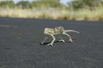 Take a Safari to Namibia