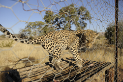 Hammerstein Lodge Camping Namibia