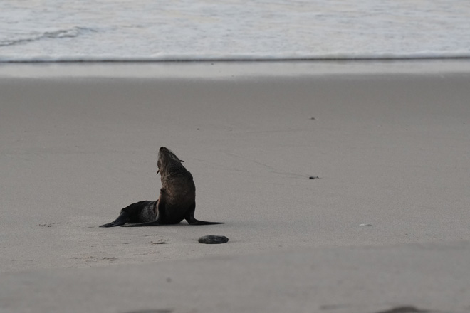 Picture taken at Alte Brucke Camping Swakopmund Namibia