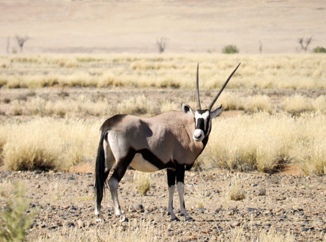 Picture taken at Sossusvlei Lodge at Sesriem near Sossusvlei Namibia