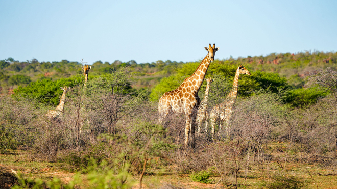 WABI Private Luxury Game Reserve Waterberg