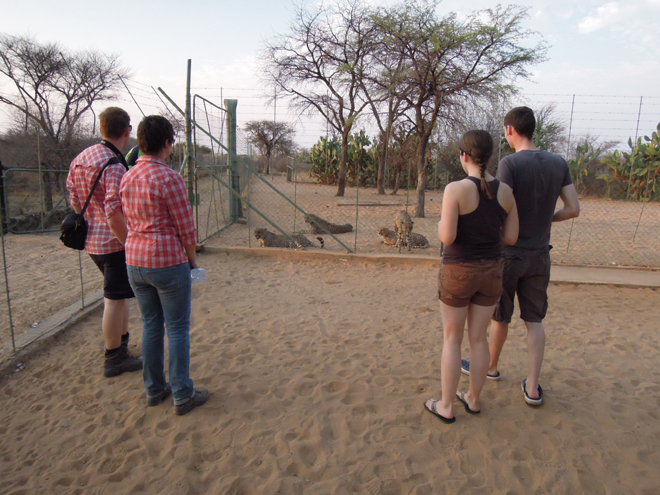 Zelda Game And  Guest Farm Buitepos cheetahs game drive