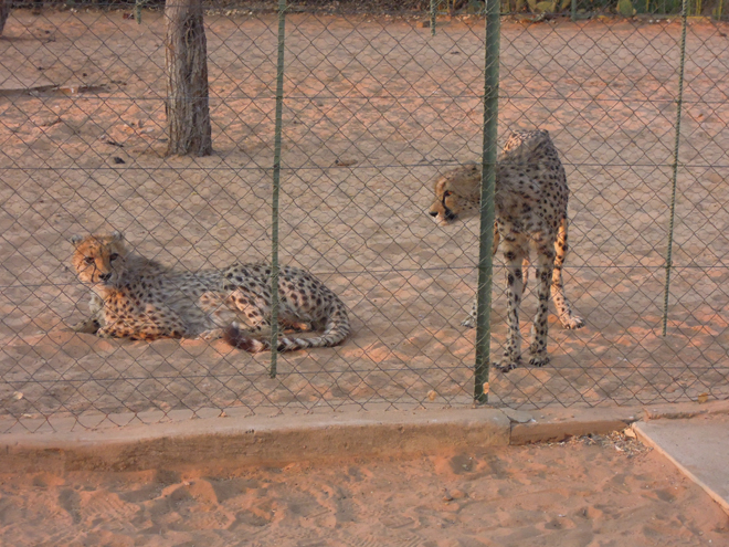 Zelda Game And  Guest Farm Buitepos cheetahs