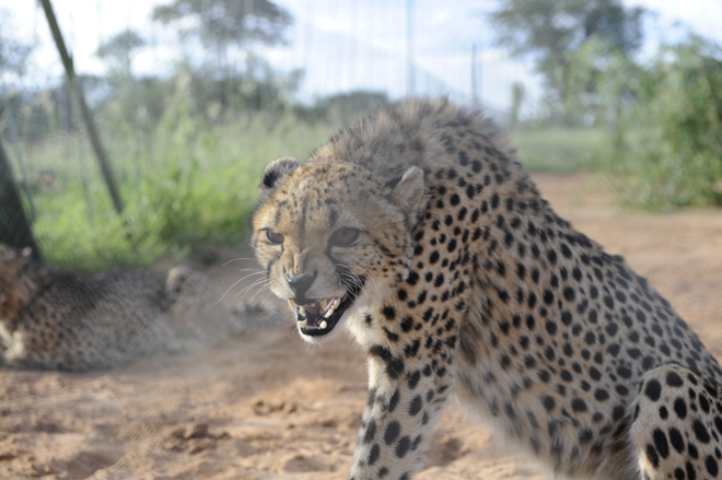 Zelda Game And Guest Farm Buitepos cheetah