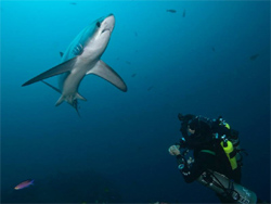 Evolution Dive Resort