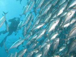 Deep Blue Beach And Dive Resort