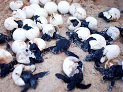 Secret Paradise and Turtle Sanctuary