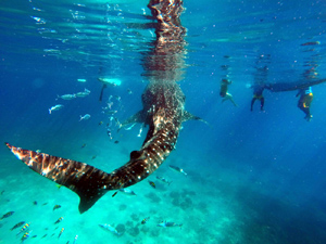 Whaleshark Swimming