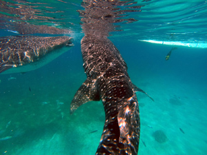 Whaleshark Swimming