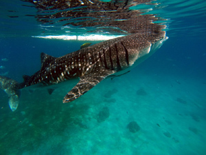 Whaleshark Swimming