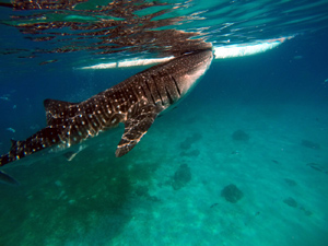 Whaleshark Swimming