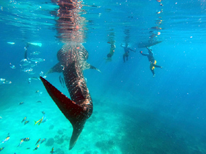 Whaleshark Swimming