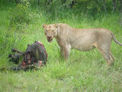 Baluleni Riverview Game Lodge