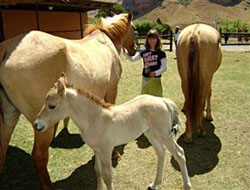 Rosewood Corner Bed and Breakfast