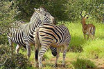 Mahlahla Game Lodge
