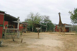 Mufasa Bush Lodge