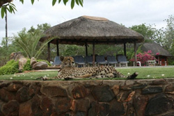 Tshukudu Game Lodge