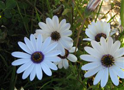 Baviana Holiday Houses